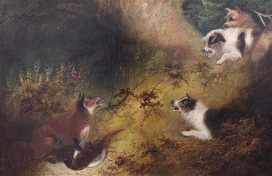 George Armfield (fl.1840-1875) Terriers chasing a fox 19.5 x 29.5in.